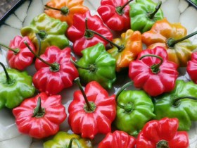 Brazilian Starfish chili